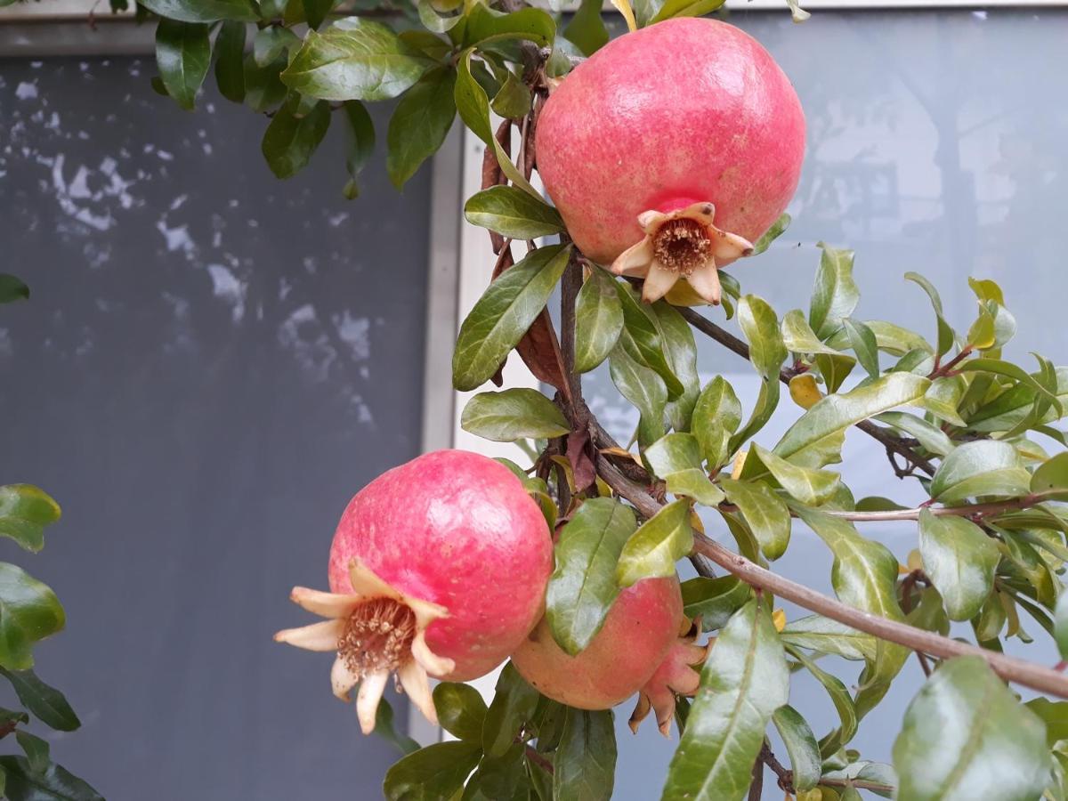 Il Melograno Bed & Breakfast Borgo San Dalmazzo Luaran gambar